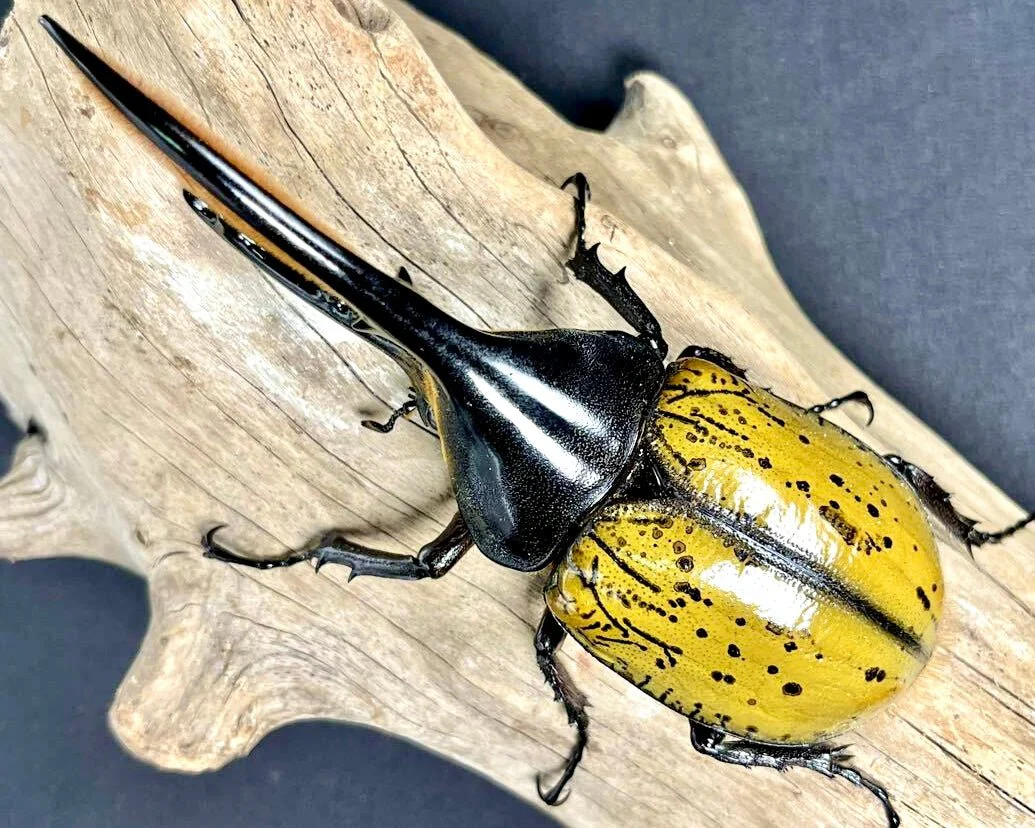 Rhinoceros Beetles